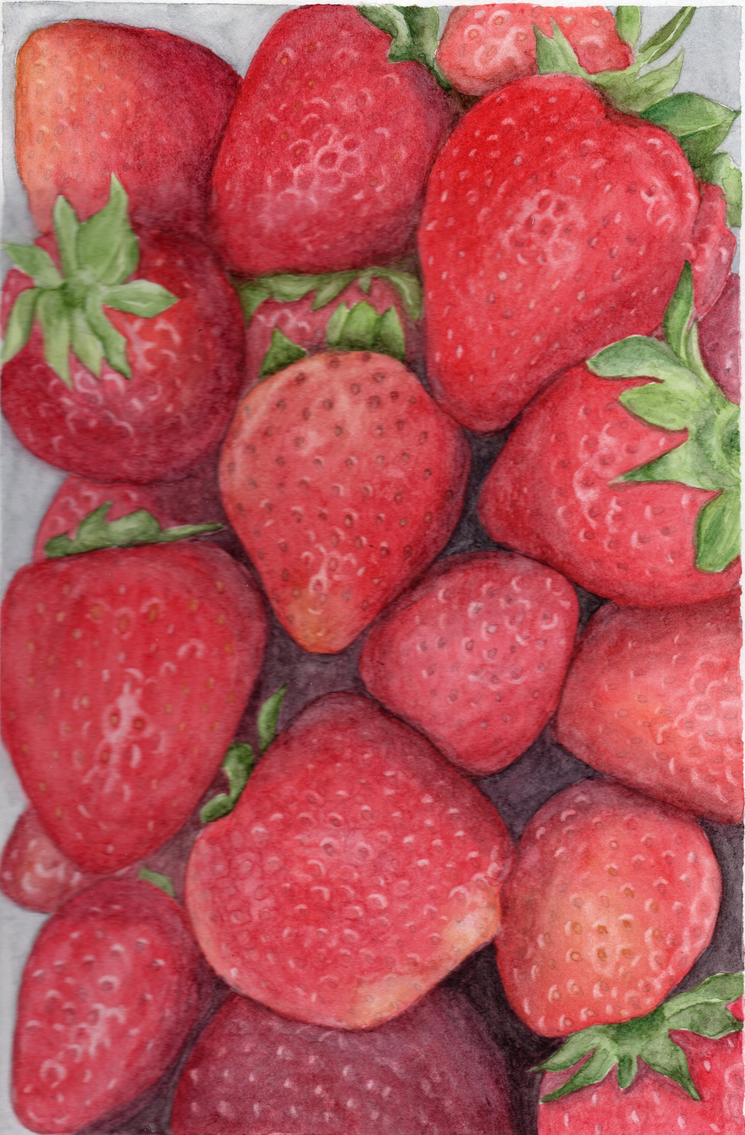 Strawberries, approx 6" x 9.5"