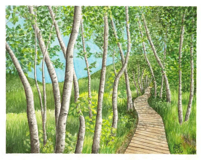 A watercolor illustration of a serene pathway winding through a lush forest of birch trees, with vibrant green grass and a clear blue sky.