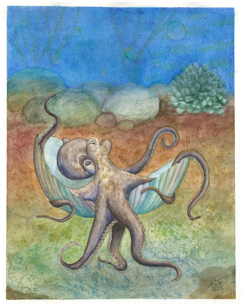 A watercolor illustration of an octopus emerging from a shell against an underwater background with stones and aquatic plants.